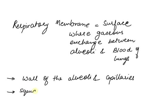 the minimum measurement of the respiratory membrane is around thick|connect respiratory flashcards case study.